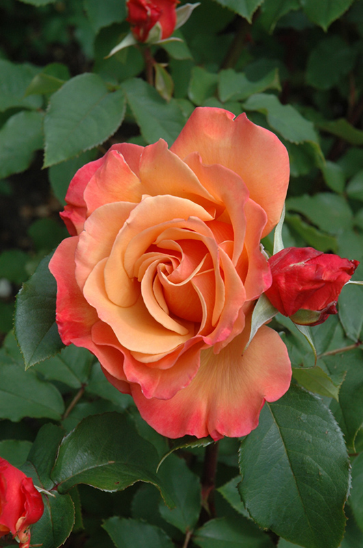 Tuscan Sun Rose (Rosa 'Tuscan Sun') at TLC Garden Centers