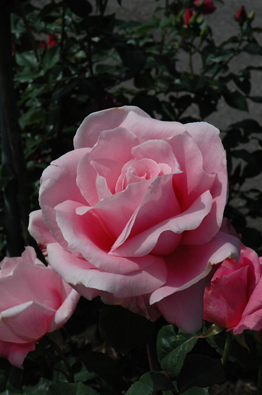 Bewitched Rose (Rosa 'Bewitched') at TLC Garden Centers