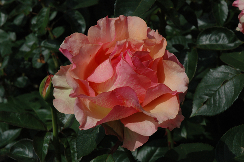 Sunstruck Rose (Rosa 'Sunstruck') at TLC Garden Centers