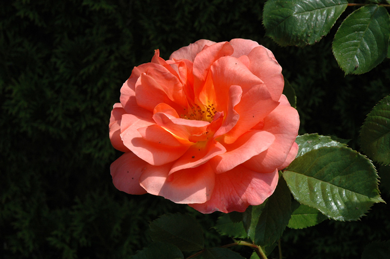 Above All Rose (Rosa 'CHEwesic') at TLC Garden Centers