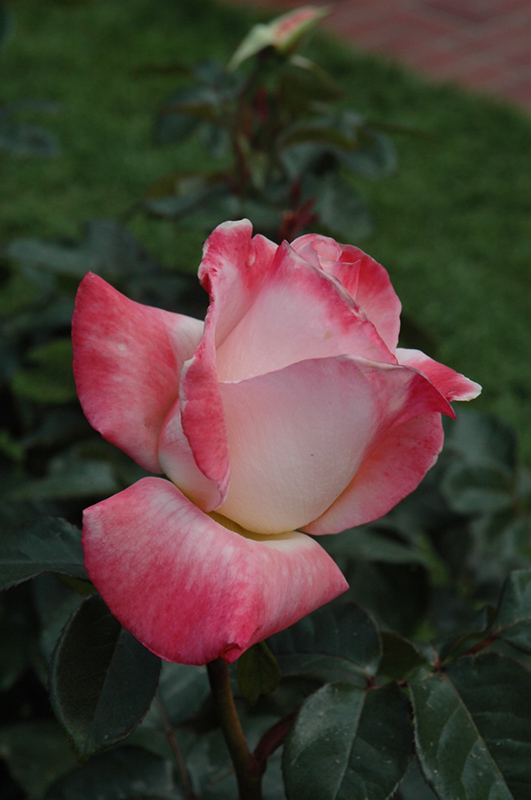 Gemini Rose (Rosa 'Gemini') at TLC Garden Centers