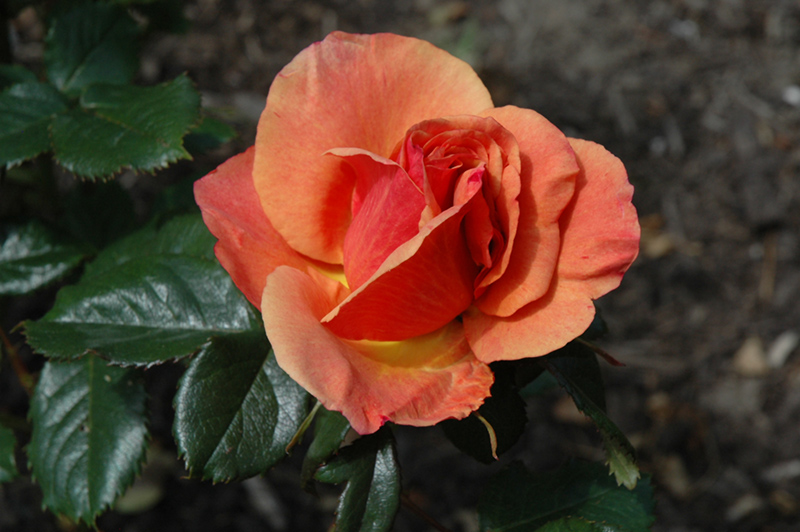 Anna's Promise Rose (Rosa 'WEKdoofat') at TLC Garden Centers