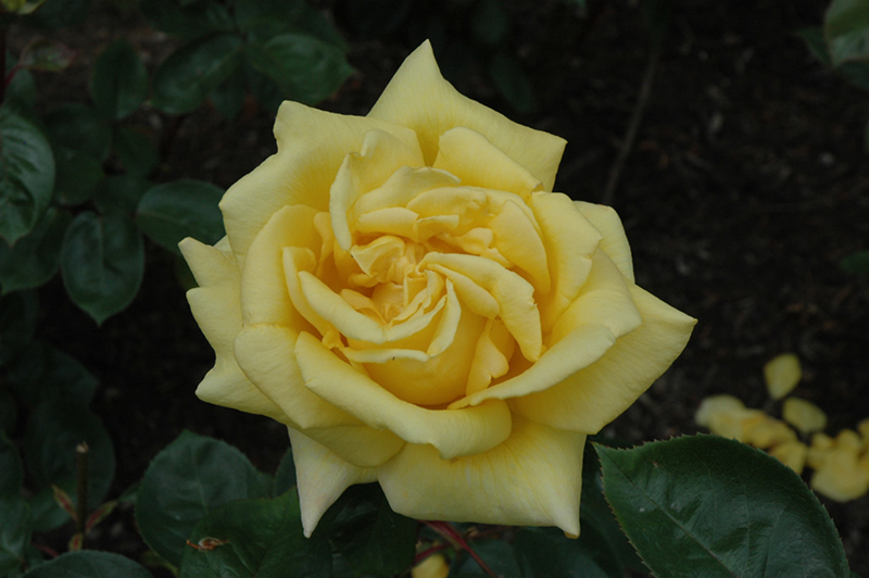 Oregold Rose (Rosa 'Oregold') at TLC Garden Centers