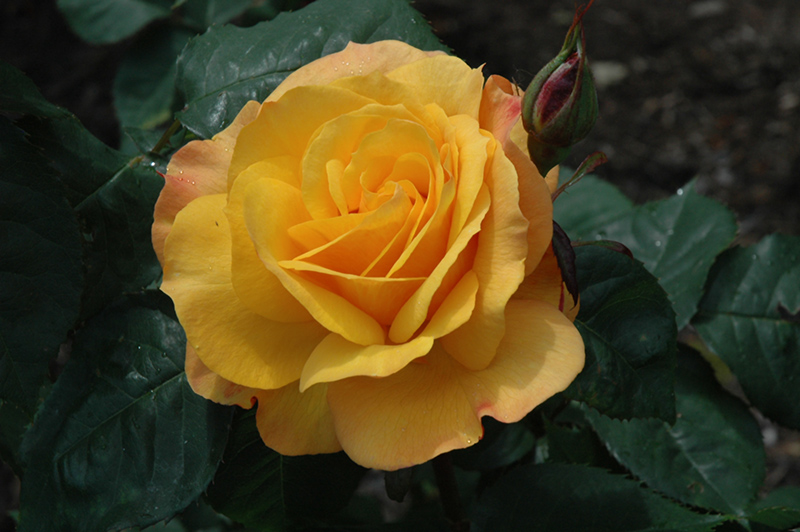 Good As Gold Rose (Rosa 'WEKgobafa') at TLC Garden Centers