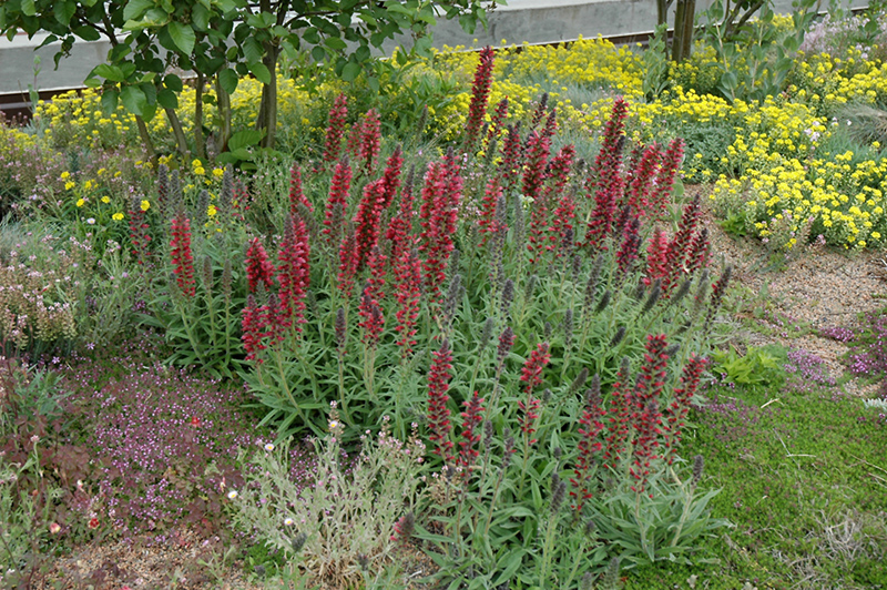 Red Feathers (Echium amoenum) at TLC Garden Centers