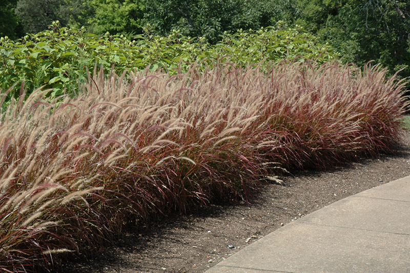 Purple Fountain Grass (Pennisetum setaceum 'Rubrum') at TLC Garden Centers