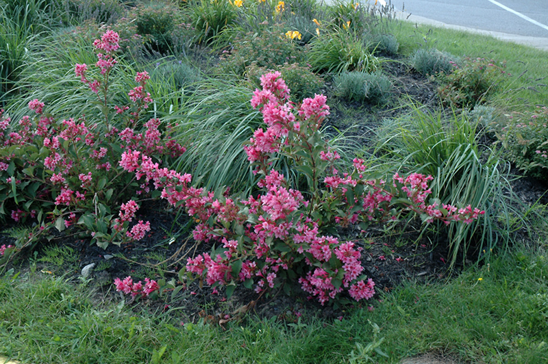 Sonic Bloom Pink Reblooming Weigela (Weigela florida 'Bokrasopin') at TLC Garden Centers