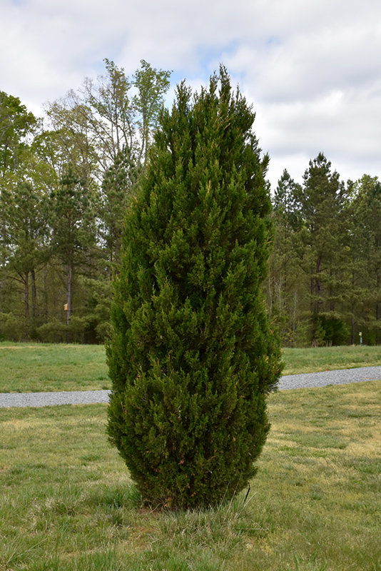 Spartan Juniper (Juniperus chinensis 'Spartan') at TLC Garden Centers