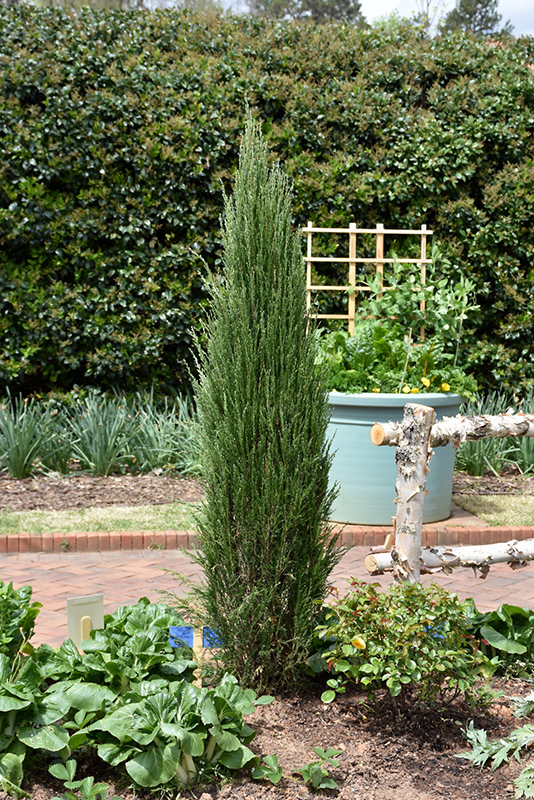 Blue Arrow Juniper (Juniperus scopulorum 'Blue Arrow') at TLC Garden Centers
