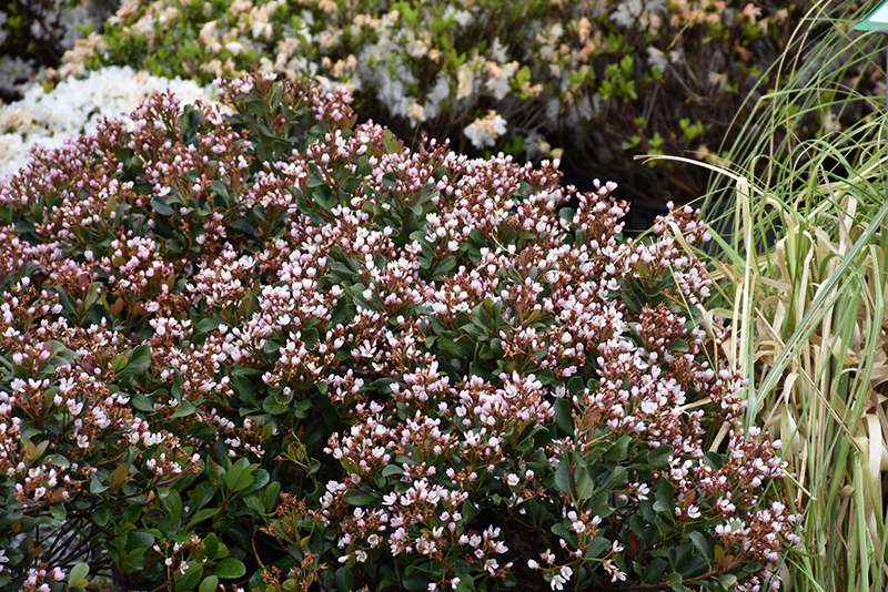 Pink Lady Indian Hawthorn (Rhaphiolepis indica 'Pink Lady') at TLC Garden Centers