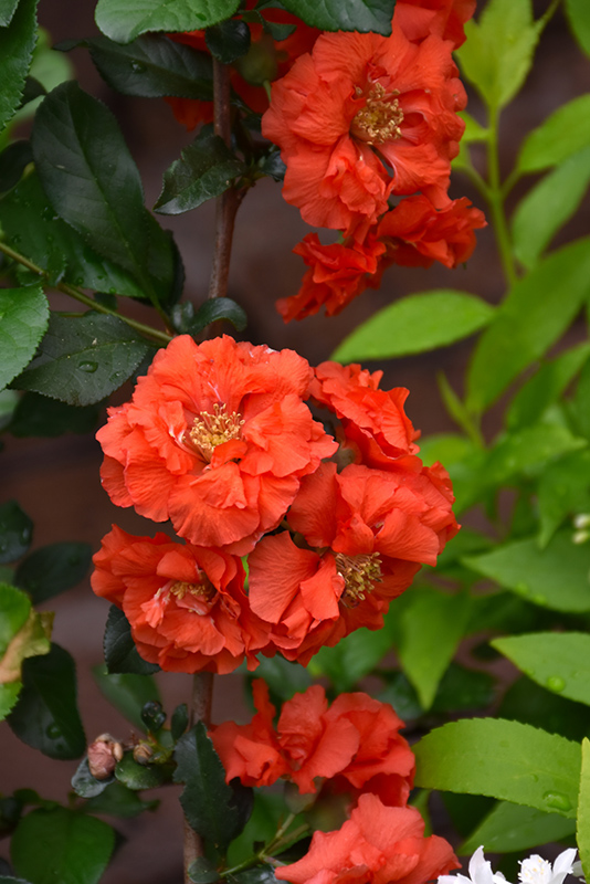 Double Take Orange Flowering Quince (Chaenomeles speciosa 'Orange Storm') at TLC Garden Centers