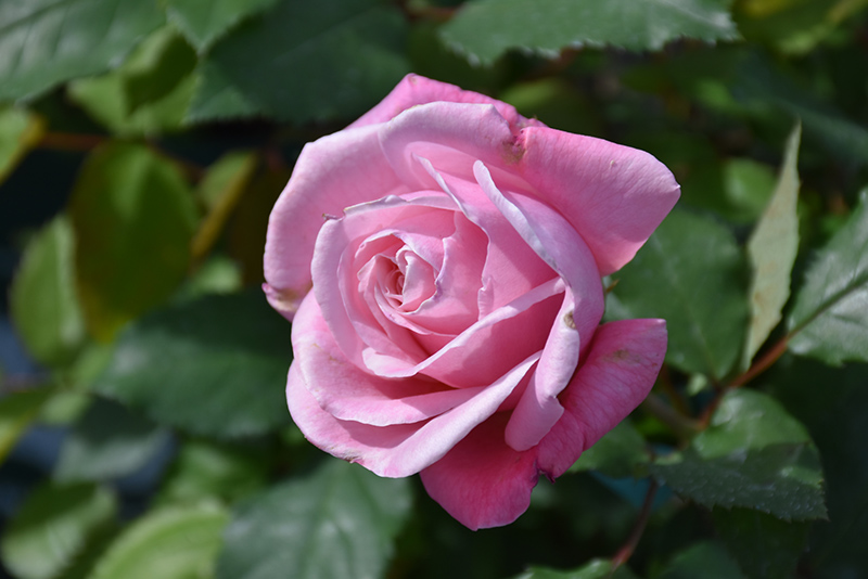 Belinda's Dream Rose (Rosa 'Belinda's Dream') at TLC Garden Centers