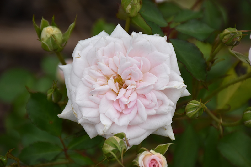 White Drift Rose (Rosa 'Meizorland') at TLC Garden Centers