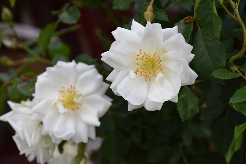 Flower Carpet White Rose (Rosa 'Flower Carpet White') at TLC Garden Centers