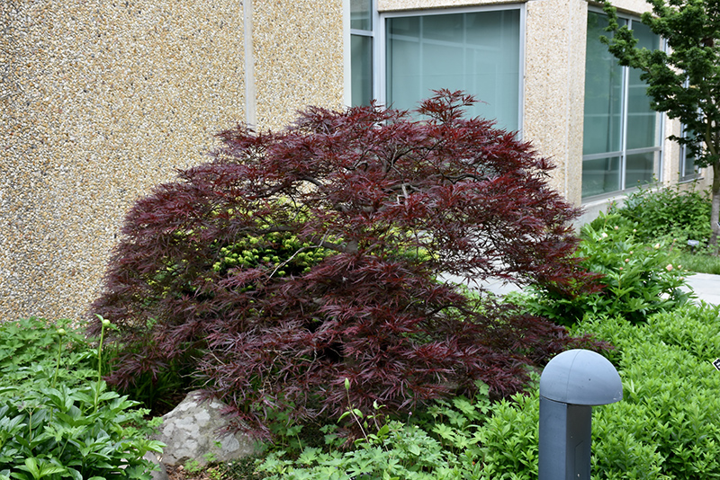 Red Dragon Japanese Maple (Acer palmatum 'Red Dragon') at TLC Garden Centers