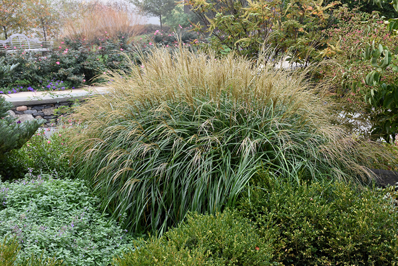 Adagio Maiden Grass (Miscanthus sinensis 'Adagio') at TLC Garden Centers