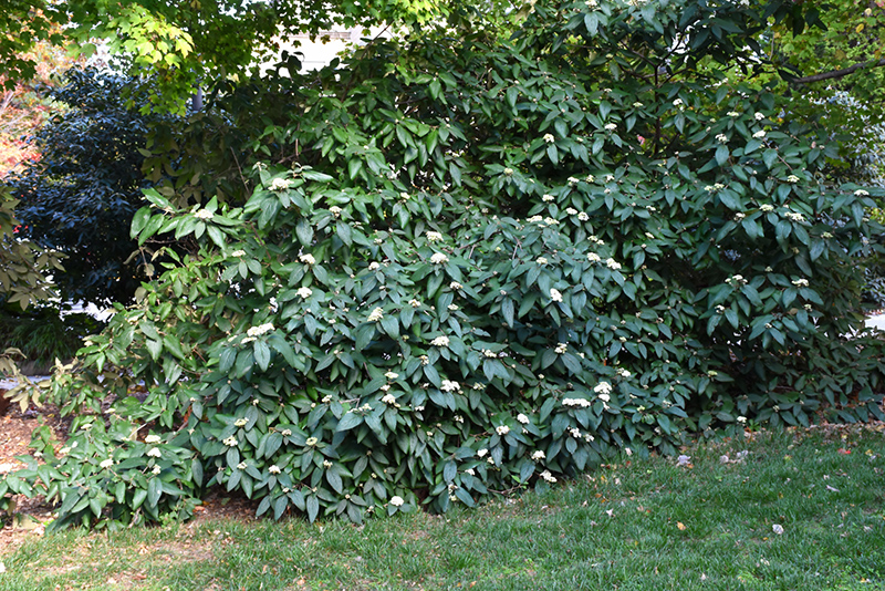 Alleghany Viburnum (Viburnum x rhytidophylloides 'Alleghany') at TLC Garden Centers