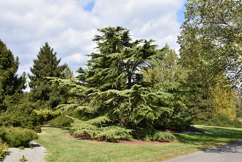 Golden Deodar Cedar (Cedrus deodara 'Aurea') at TLC Garden Centers
