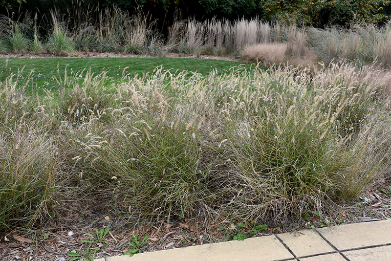 Karley Rose Oriental Fountain Grass (Pennisetum orientale 'Karley Rose') at TLC Garden Centers