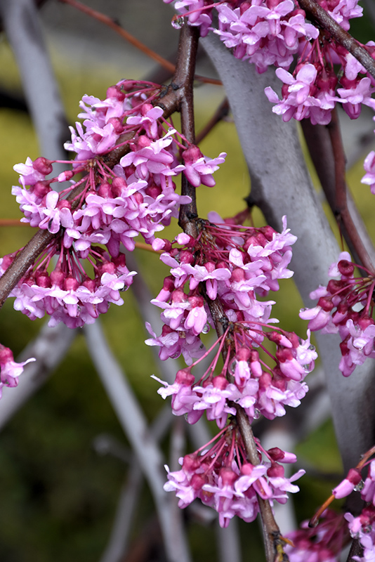 Lavender Twist Redbud (Cercis canadensis 'Covey') at TLC Garden Centers