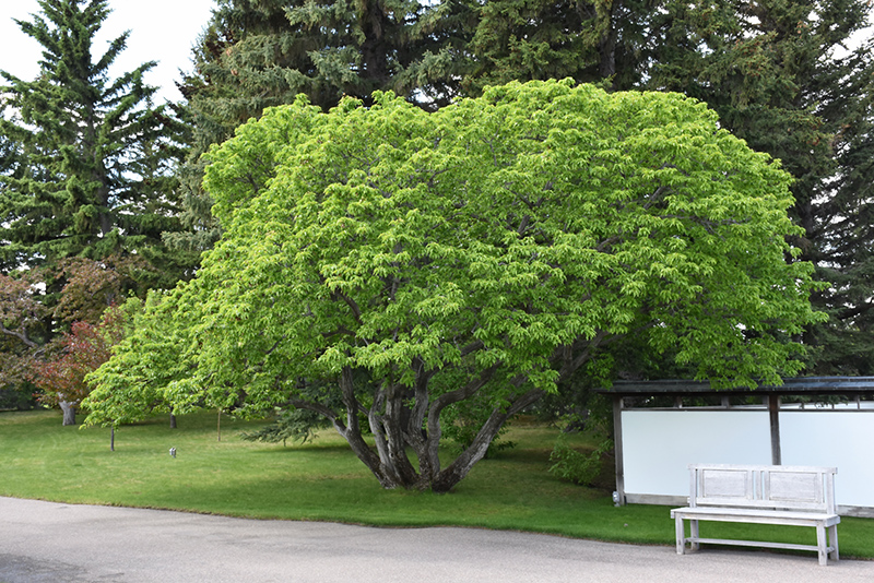 Amur Maple (Acer ginnala) at TLC Garden Centers