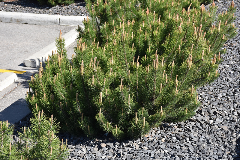 Dwarf Mugo Pine (Pinus mugo var. pumilio) at TLC Garden Centers