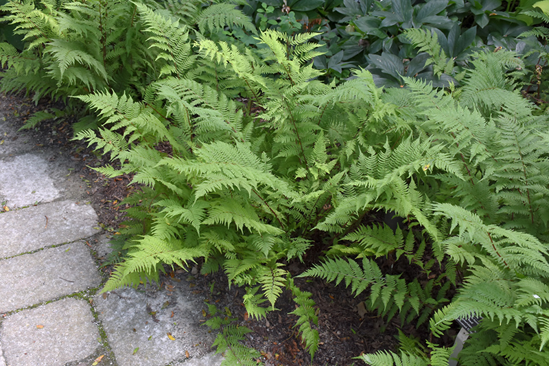 Lady in Red Fern (Athyrium filix-femina 'Lady in Red') at TLC Garden Centers