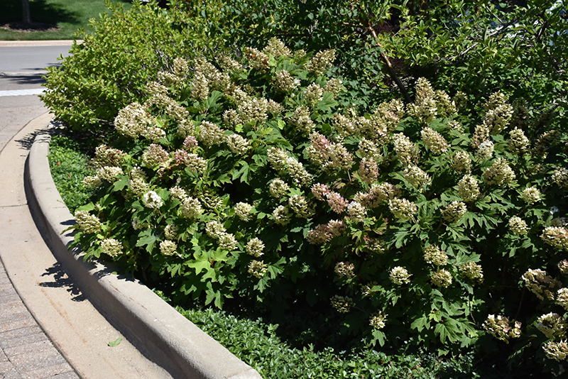 Snow Queen Hydrangea (Hydrangea quercifolia 'Snow Queen') at TLC Garden Centers