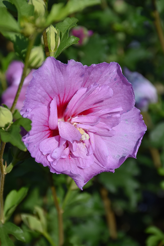 Lavender Chiffon Rose Of Sharon (Hibiscus syriacus 'Notwoodone') at TLC Garden Centers