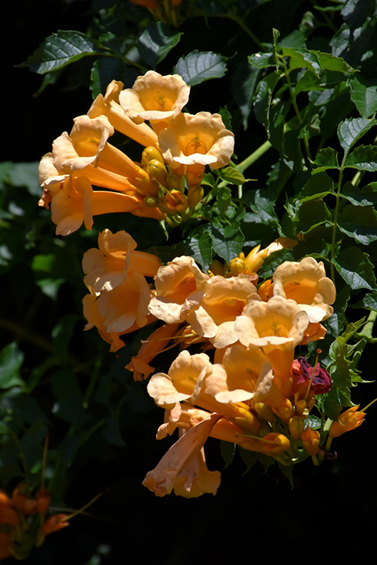 Yellow Trumpetvine (Campsis radicans 'Flava') at TLC Garden Centers