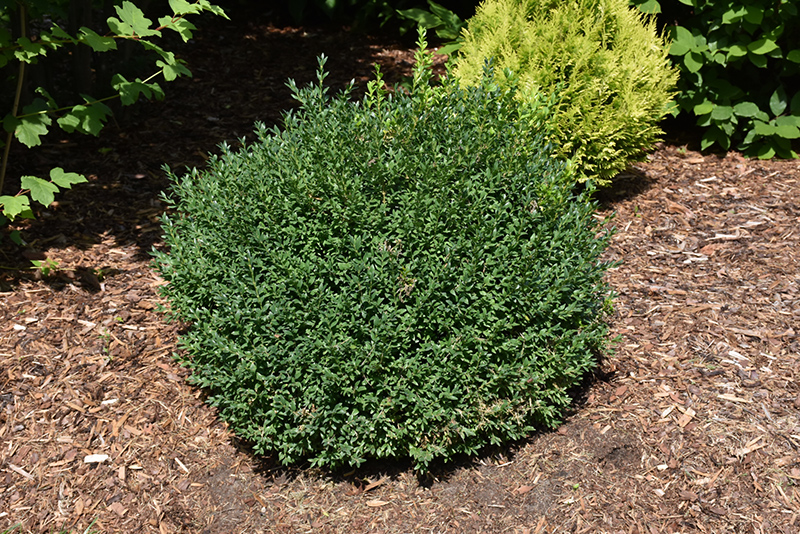 North Star Boxwood (Buxus sempervirens 'Katerberg') at TLC Garden Centers