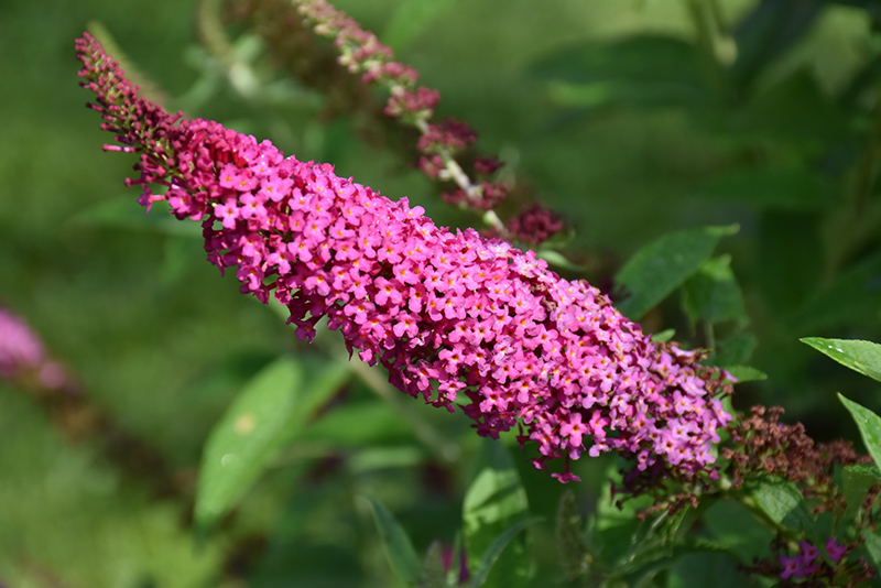 Miss Molly Butterfly Bush (Buddleia 'Miss Molly') at TLC Garden Centers