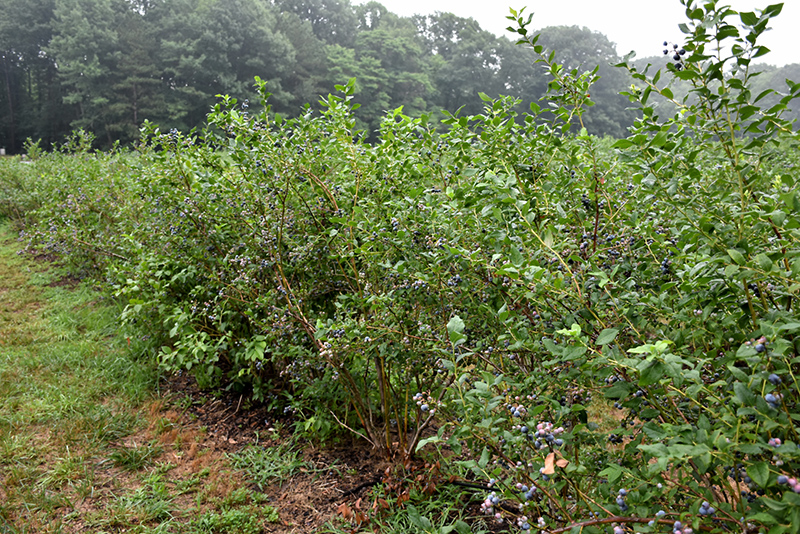 Bluecrop Blueberry (Vaccinium corymbosum 'Bluecrop') at TLC Garden Centers
