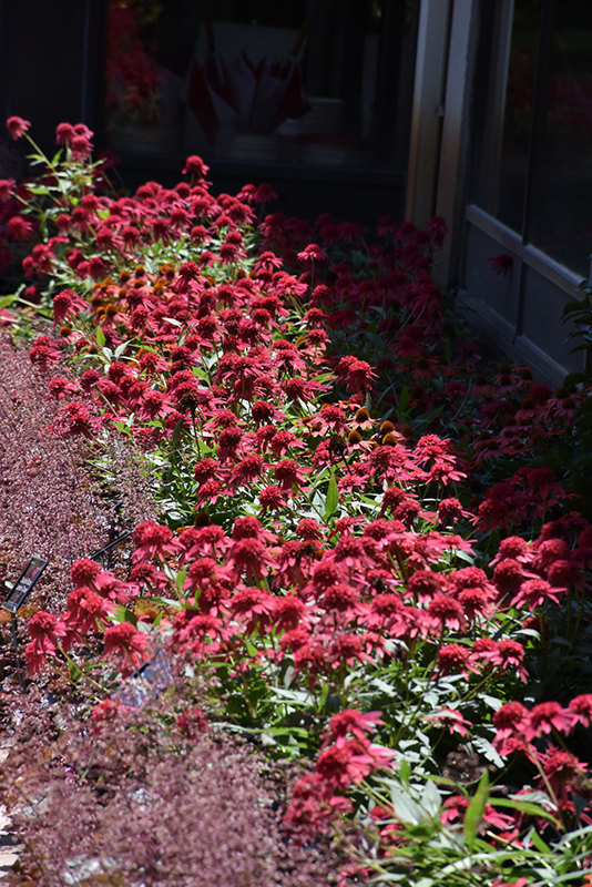 Double Scoop Raspberry Coneflower (Echinacea 'Balsceras') at TLC Garden Centers