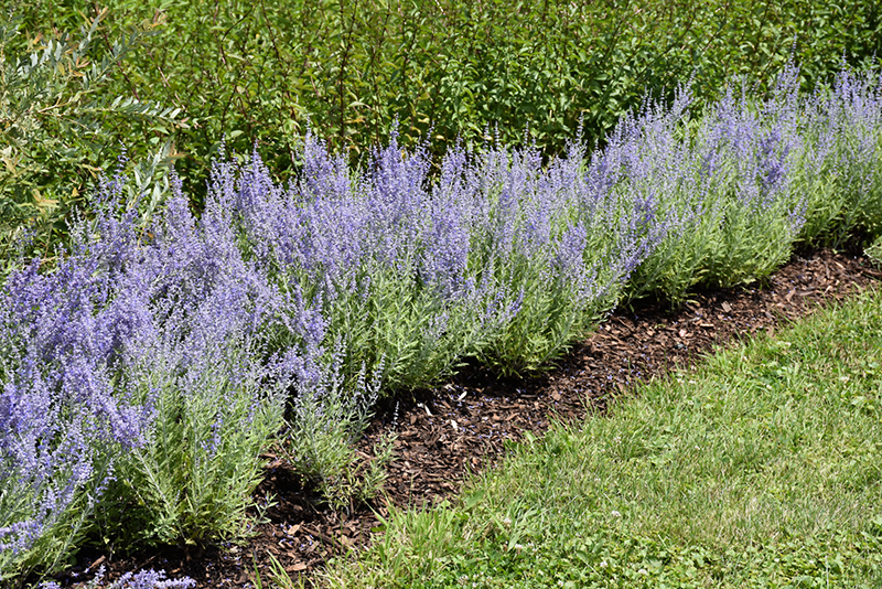 Lacey Blue Russian Sage (Perovskia atriplicifolia 'Lacey Blue') at TLC Garden Centers