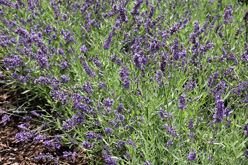 Lavance Purple Lavender (Lavandula angustifolia 'Lavance Purple') at TLC Garden Centers