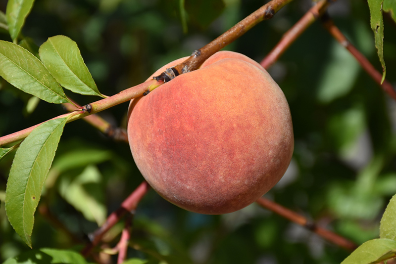 Redhaven Peach (Prunus persica 'Redhaven') at TLC Garden Centers