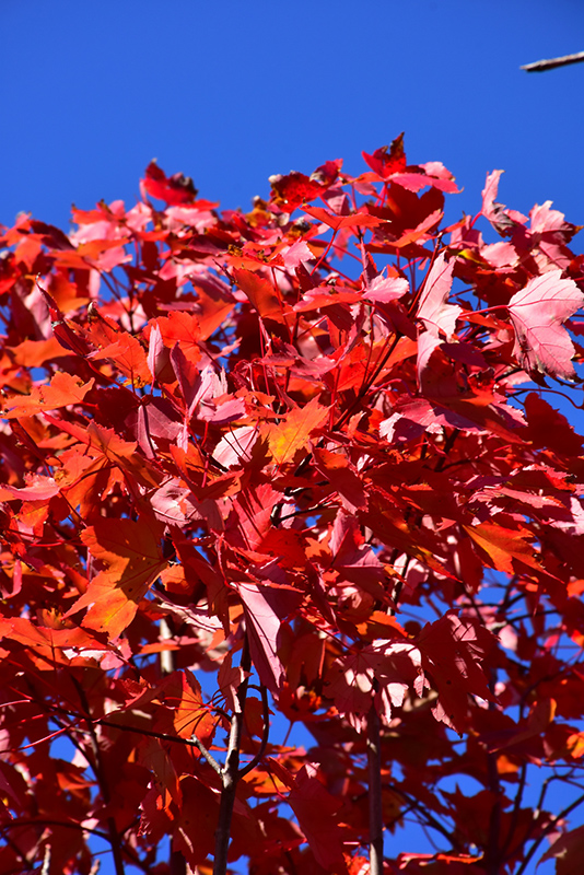 October Glory Red Maple (Acer rubrum 'October Glory') at TLC Garden Centers