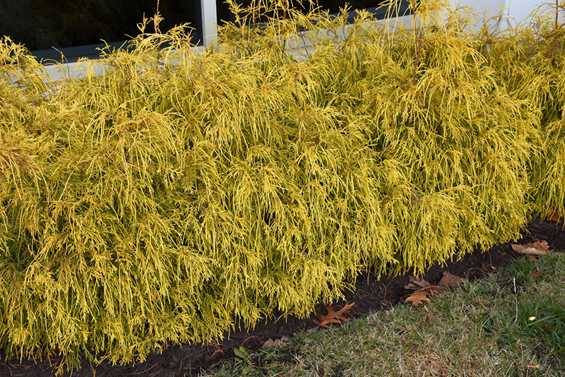 Golden Charm Falsecypress (Chamaecyparis pisifera 'Golden Charm') at TLC Garden Centers