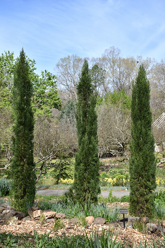 Blue Italian Cypress (Cupressus sempervirens 'Glauca') at TLC Garden Centers