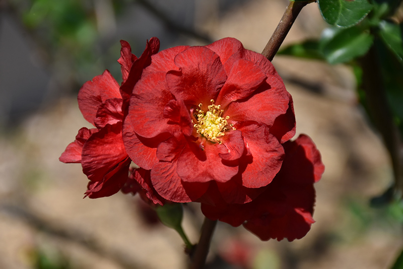 Double Take Scarlet Flowering Quince (Chaenomeles speciosa 'Scarlet Storm') at TLC Garden Centers
