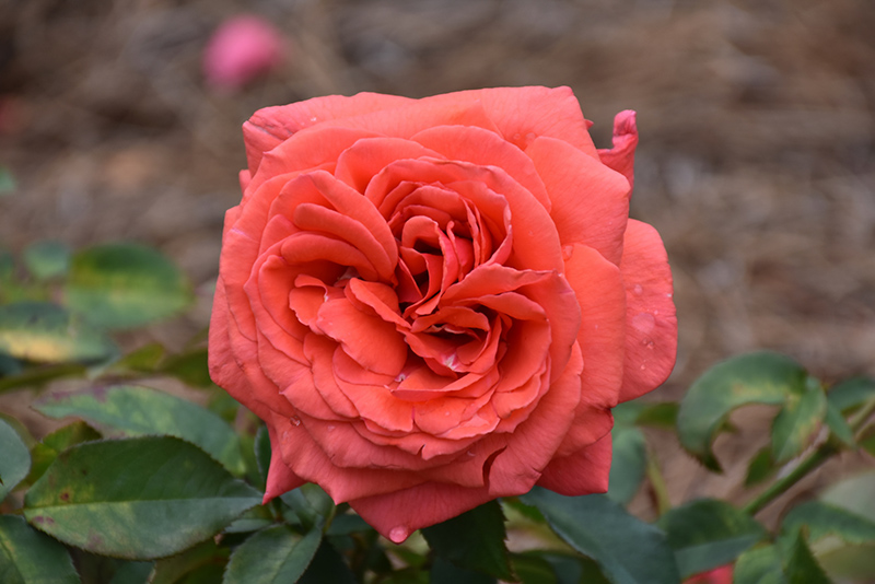 Fragrant Cloud Rose (Rosa 'Fragrant Cloud') at TLC Garden Centers