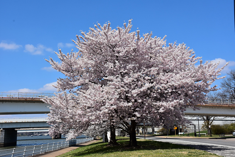 Akebono Yoshino Cherry (Prunus x yedoensis 'Akebono') at TLC Garden Centers