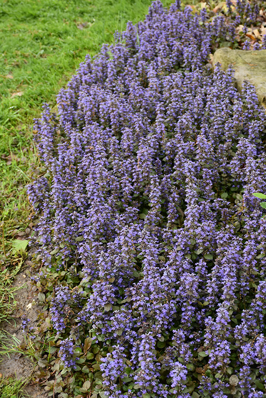 Caitlin's Giant Bugleweed (Ajuga reptans 'Caitlin's Giant') at TLC Garden Centers