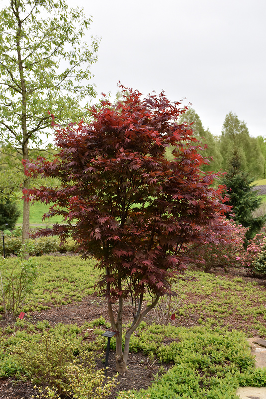 Emperor I Japanese Maple (Acer palmatum 'Wolff') at TLC Garden Centers