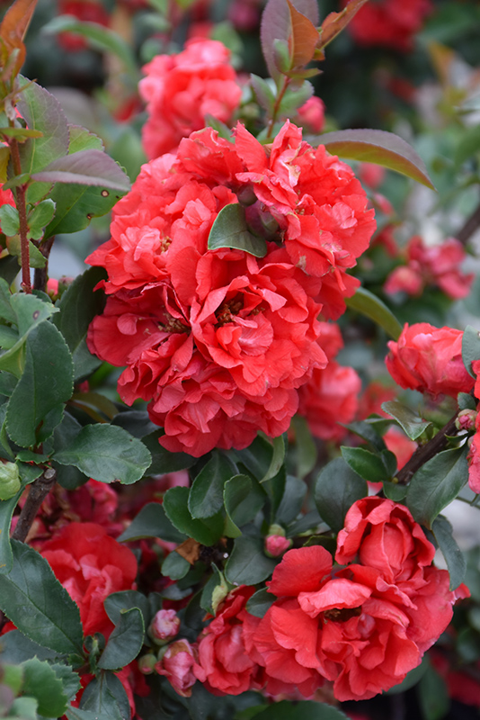 Double Take Pink Flowering Quince (Chaenomeles speciosa 'Pink Storm') at TLC Garden Centers