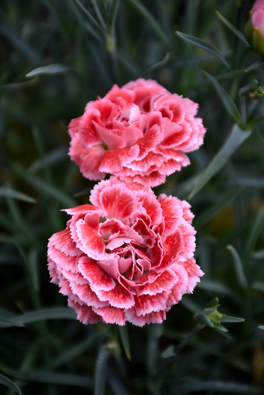 Coral Reef Pinks (Dianthus 'WP07OLDRICE') at TLC Garden Centers
