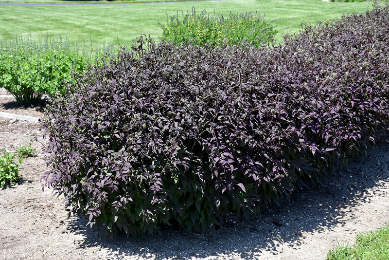Serious Black Ground Clematis (Clematis recta 'Lime Close') at TLC Garden Centers
