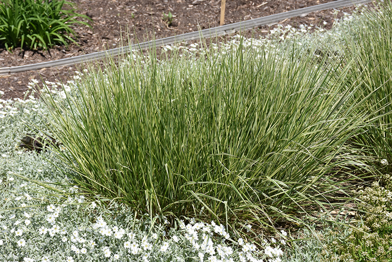 Variegated Reed Grass (Calamagrostis x acutiflora 'Overdam') at TLC Garden Centers
