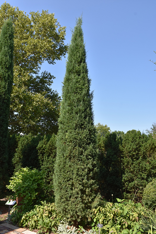 Taylor Redcedar (Juniperus virginiana 'Taylor') at TLC Garden Centers
